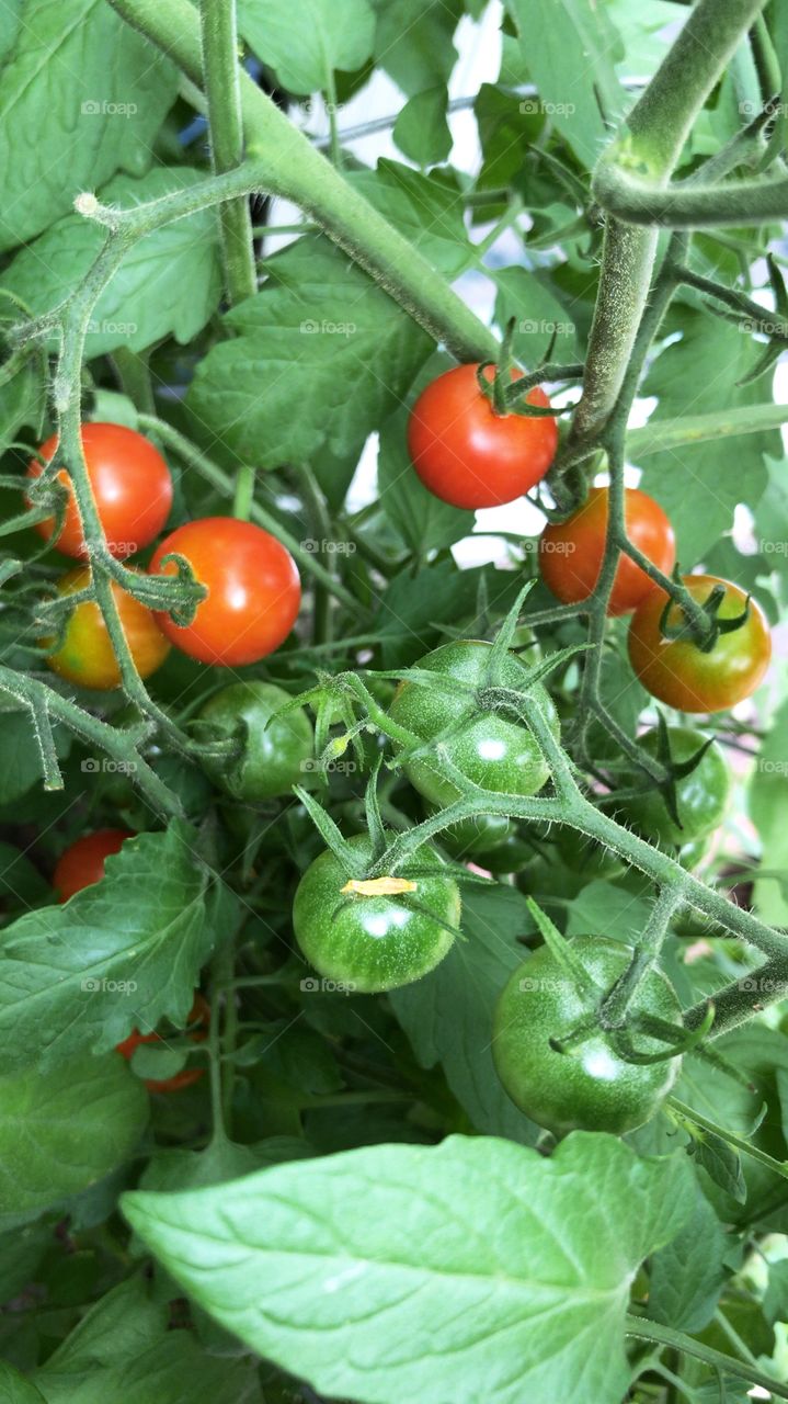 Tomatoes in August 