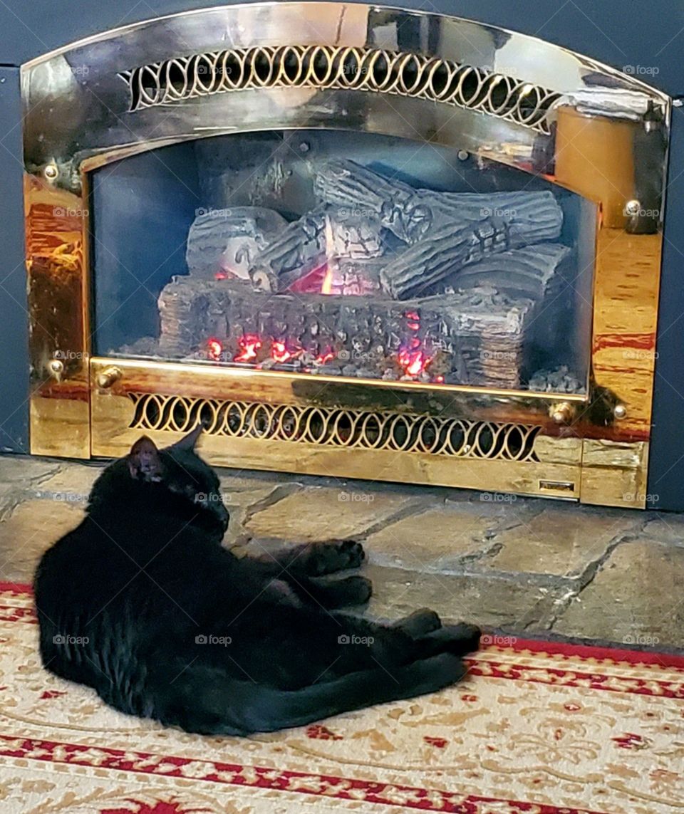 Black cat close in front of burning fireplace🐾🔥Gas log insert with brass surround, burning logs.