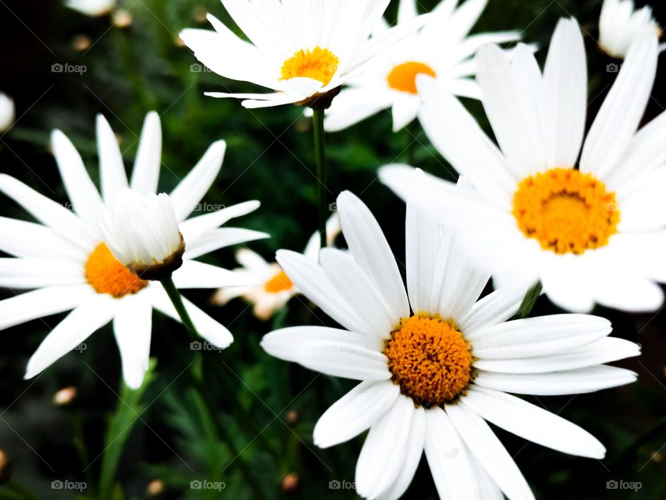 beautiful white flowers