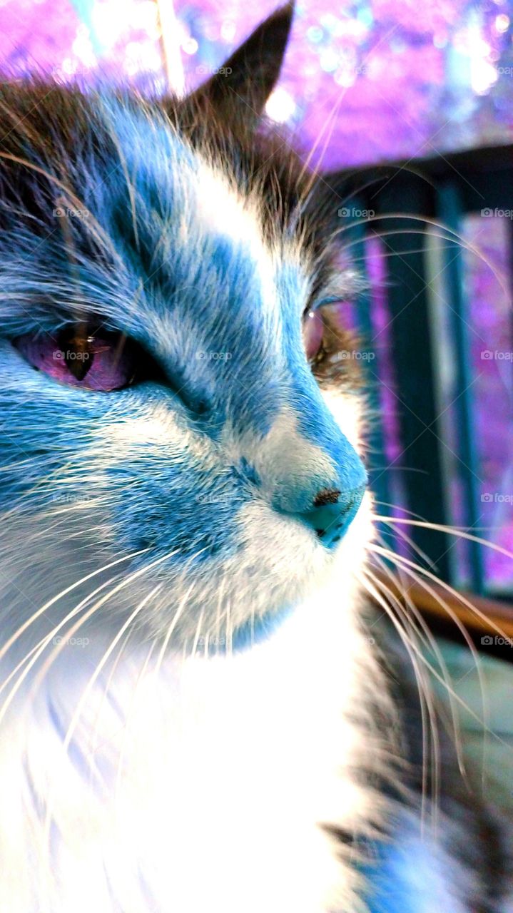 Blue Cat Due. This is a calico. I just adjusted the colors