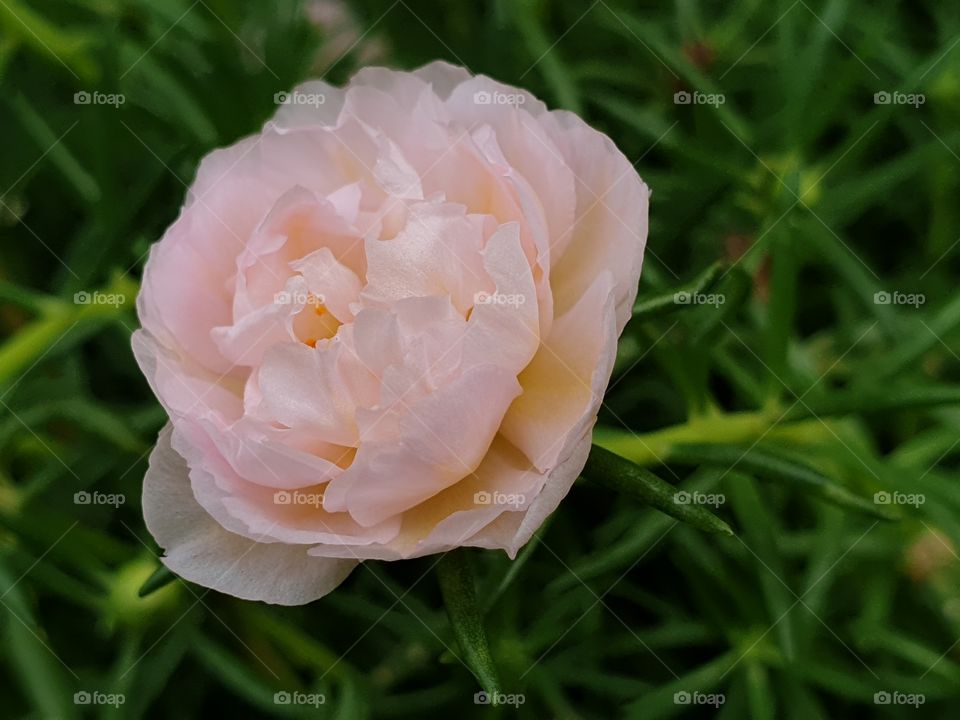 the Portulaca Grandiflora