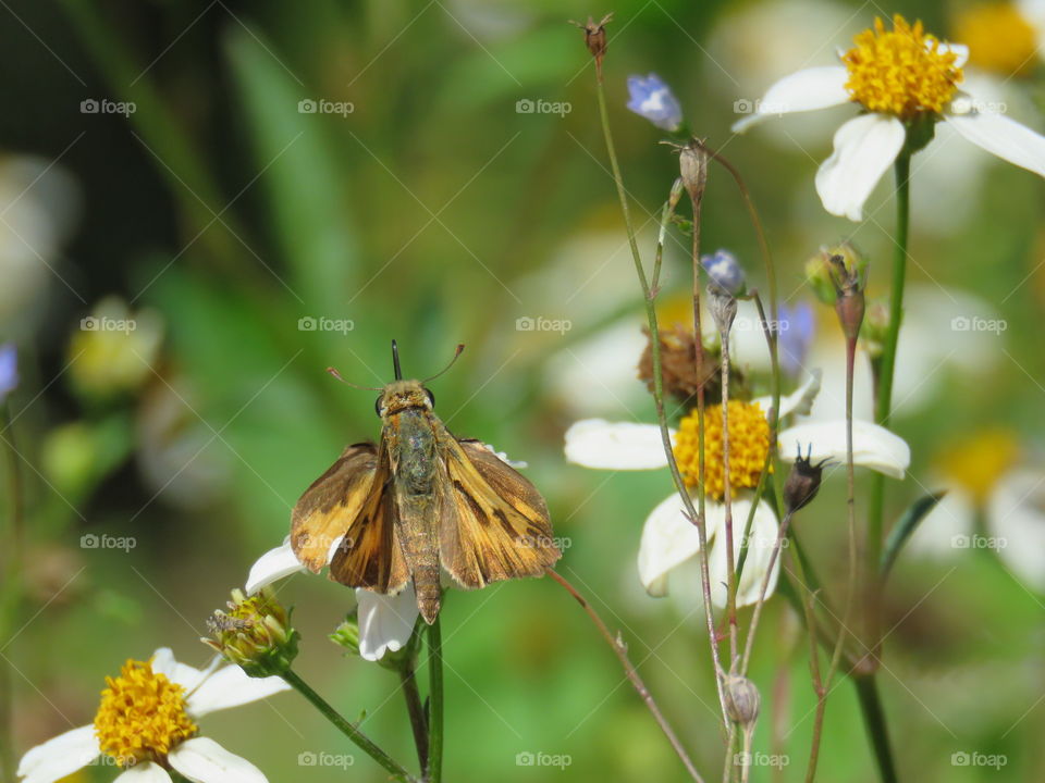 Skipper