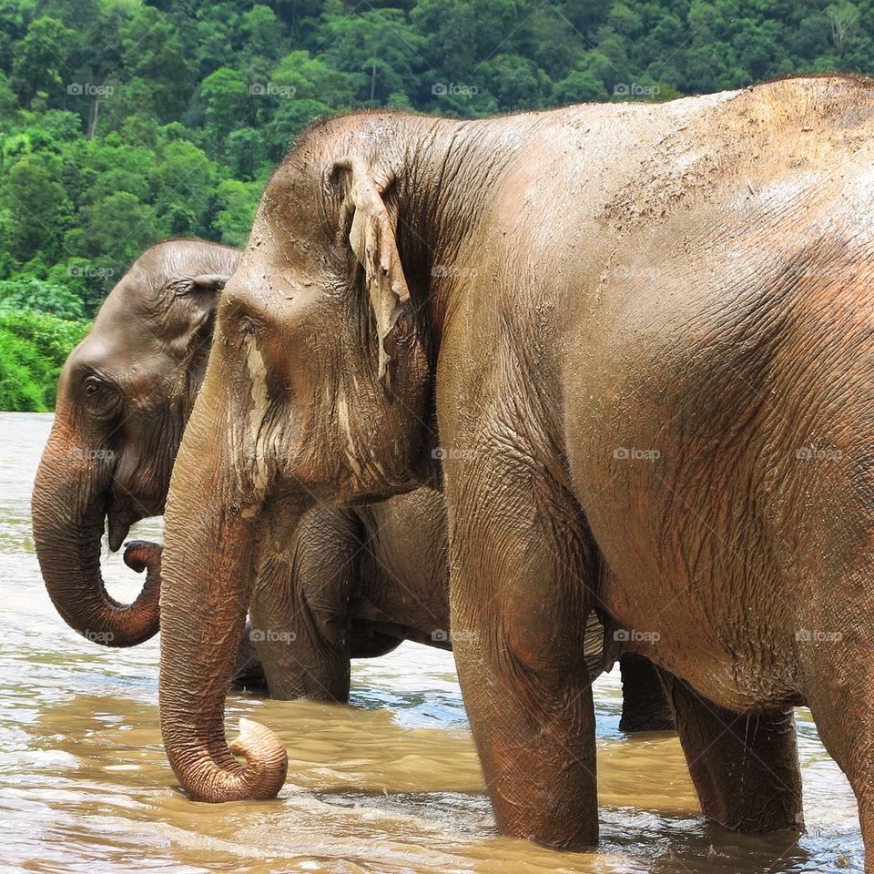 Elephant bathing in muddy water