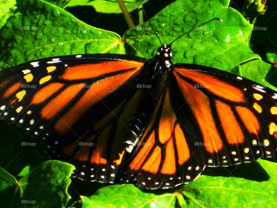 Monarch Resting