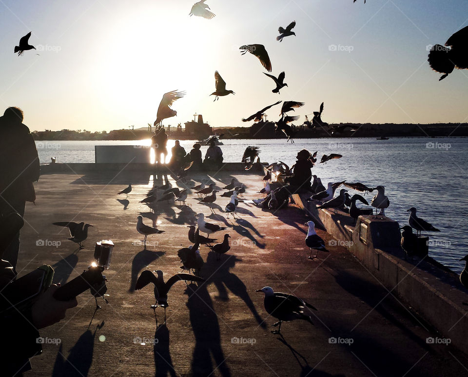 photo story, Man sitting at the sea port while feeding the pidgeons and people waiting for the sunset all in silhouette