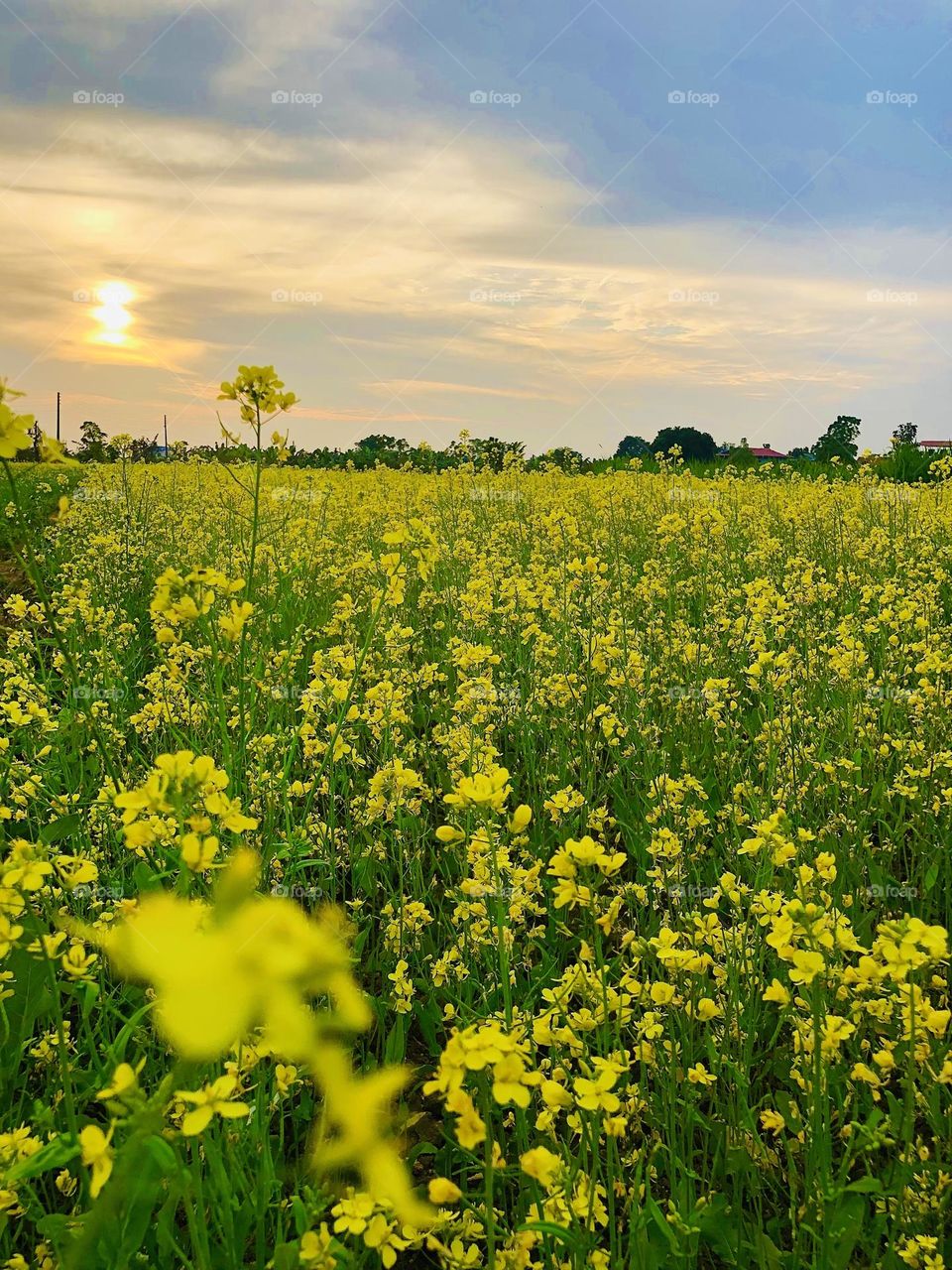 Nature view from my home 