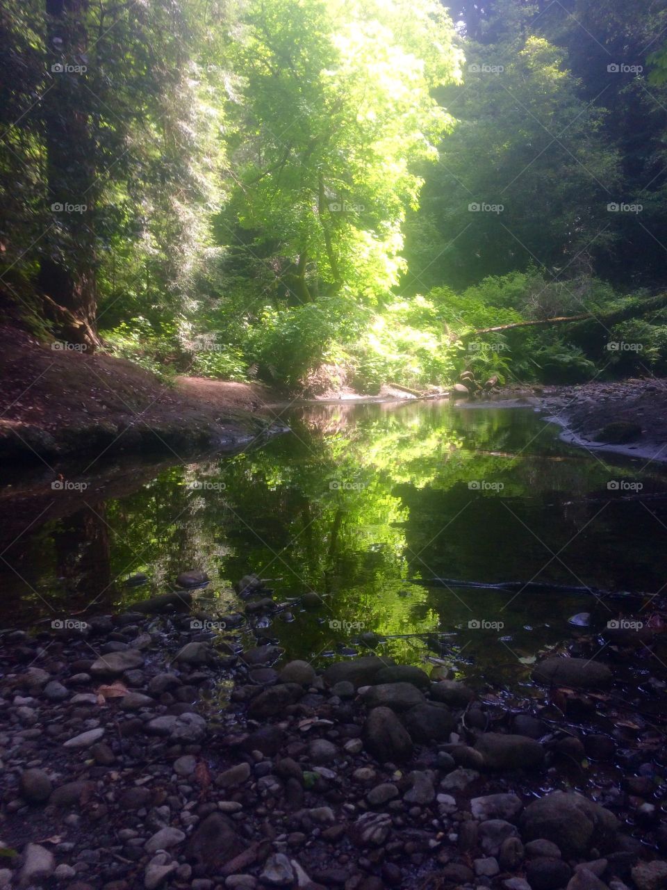 Redwood Reflection 