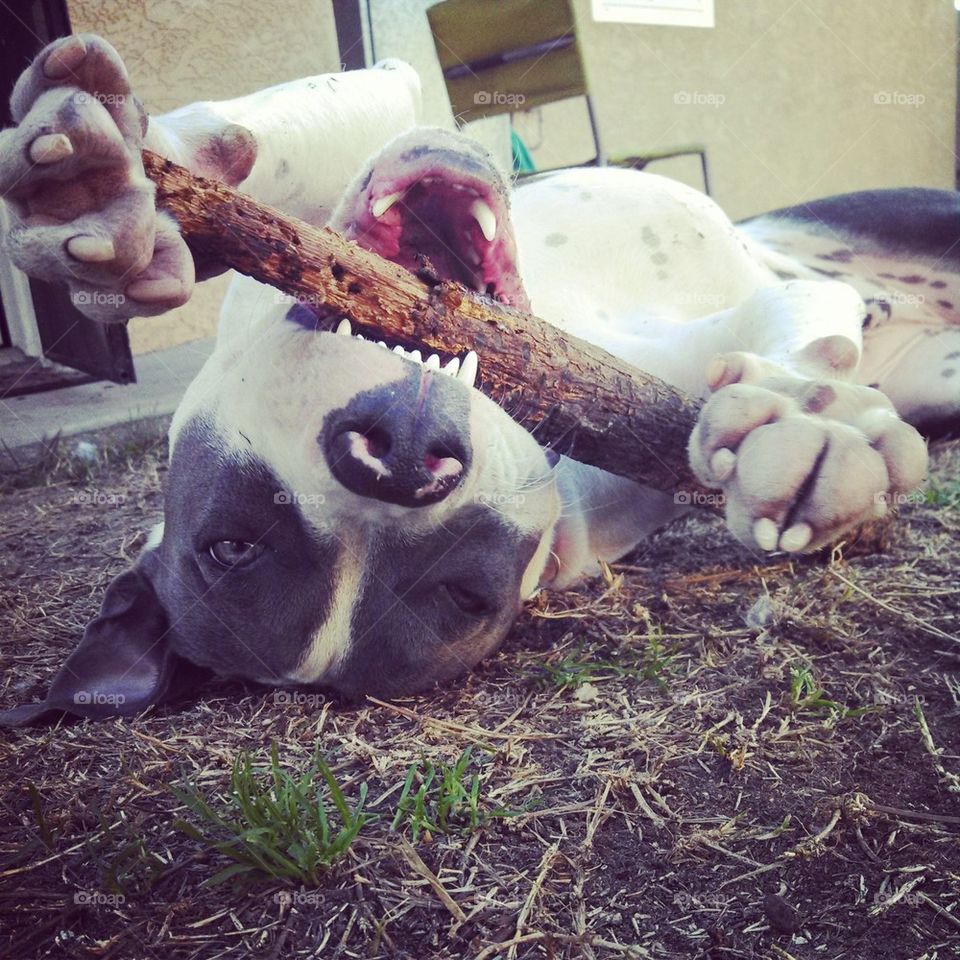 dog loves his stick