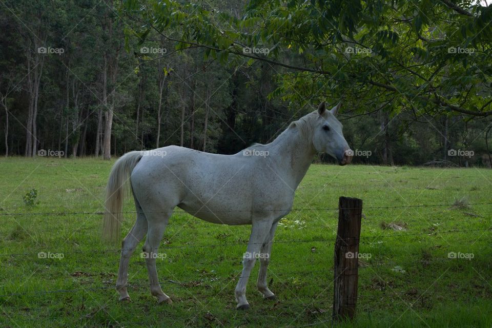 White Horse