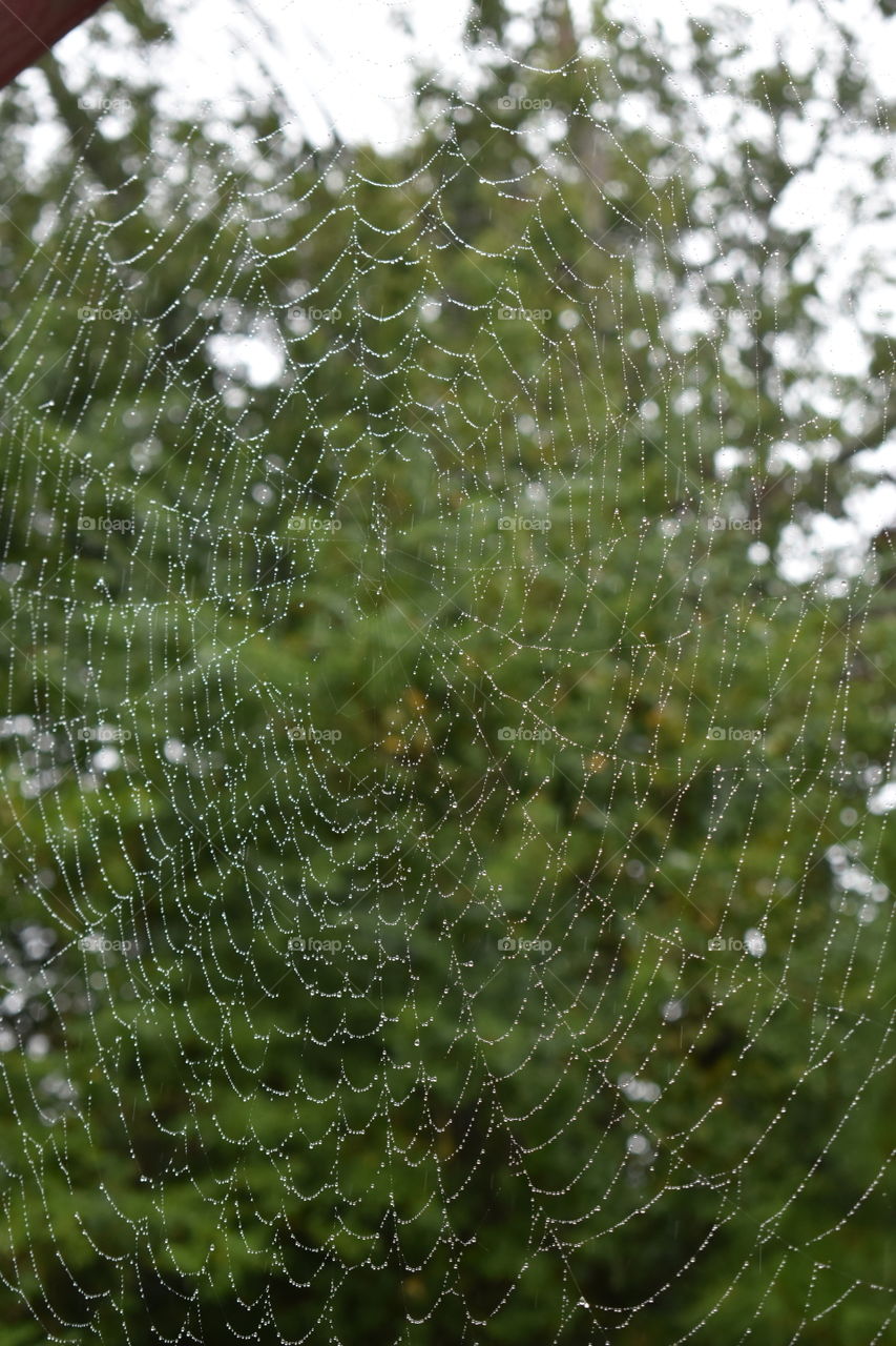 spiderweb with raindrops