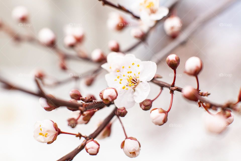 Apricot tree blossom. The beginning of flowering, the buds opened and flowers appeared. Beautiful spring background with copy space. Close-up, selective focus