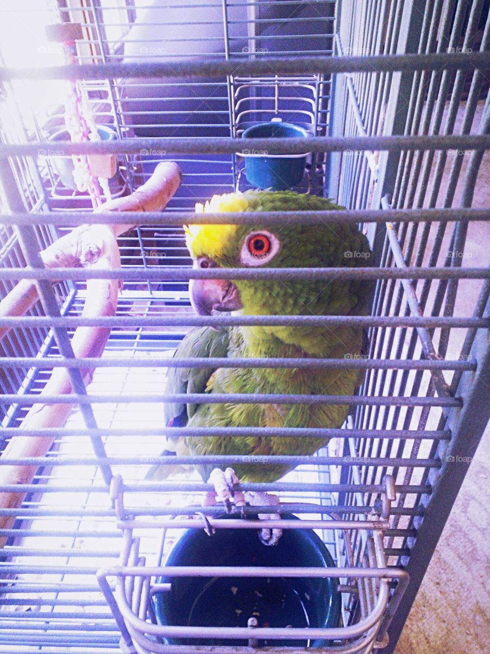 Amazon crowned parrot