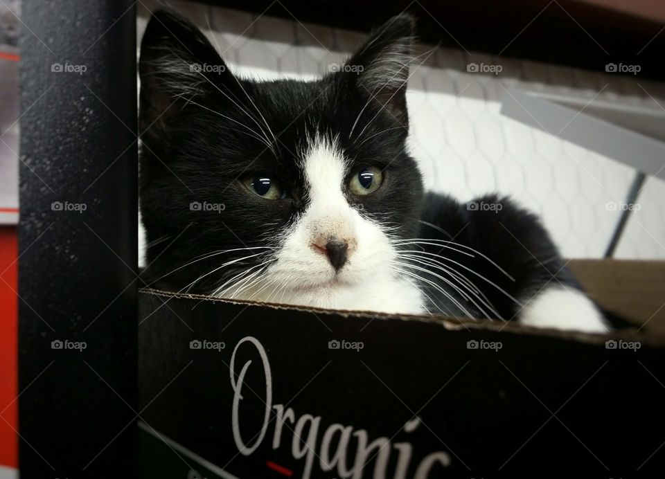 Black and White Kitten in an Organic Box