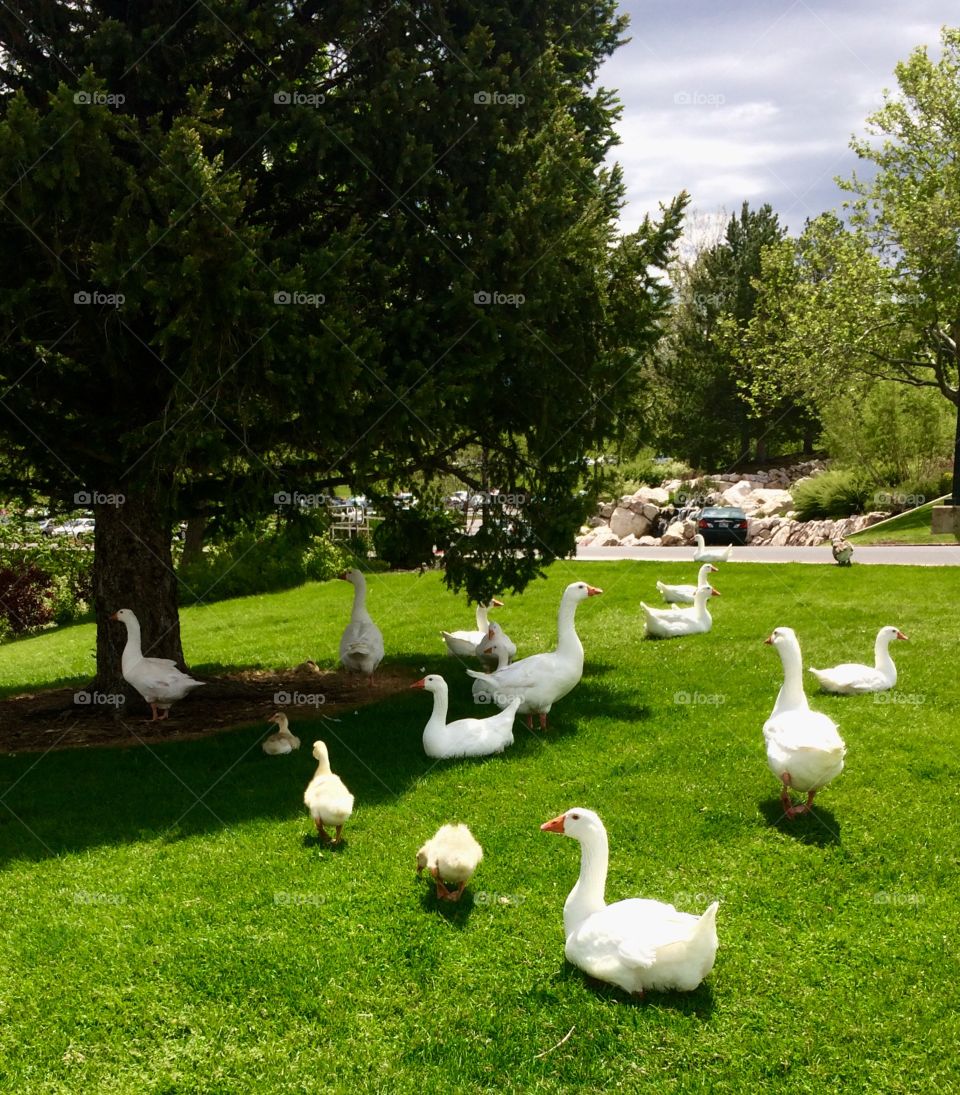 Spring goslings 