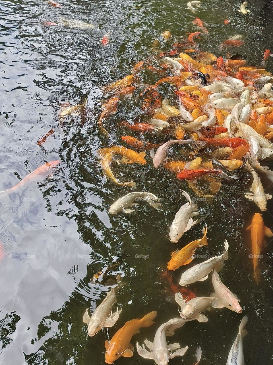Koi in Beinan Township Native Applied Botanical Garden