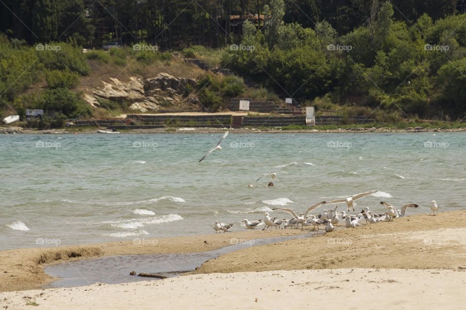 Seagulls on the shore