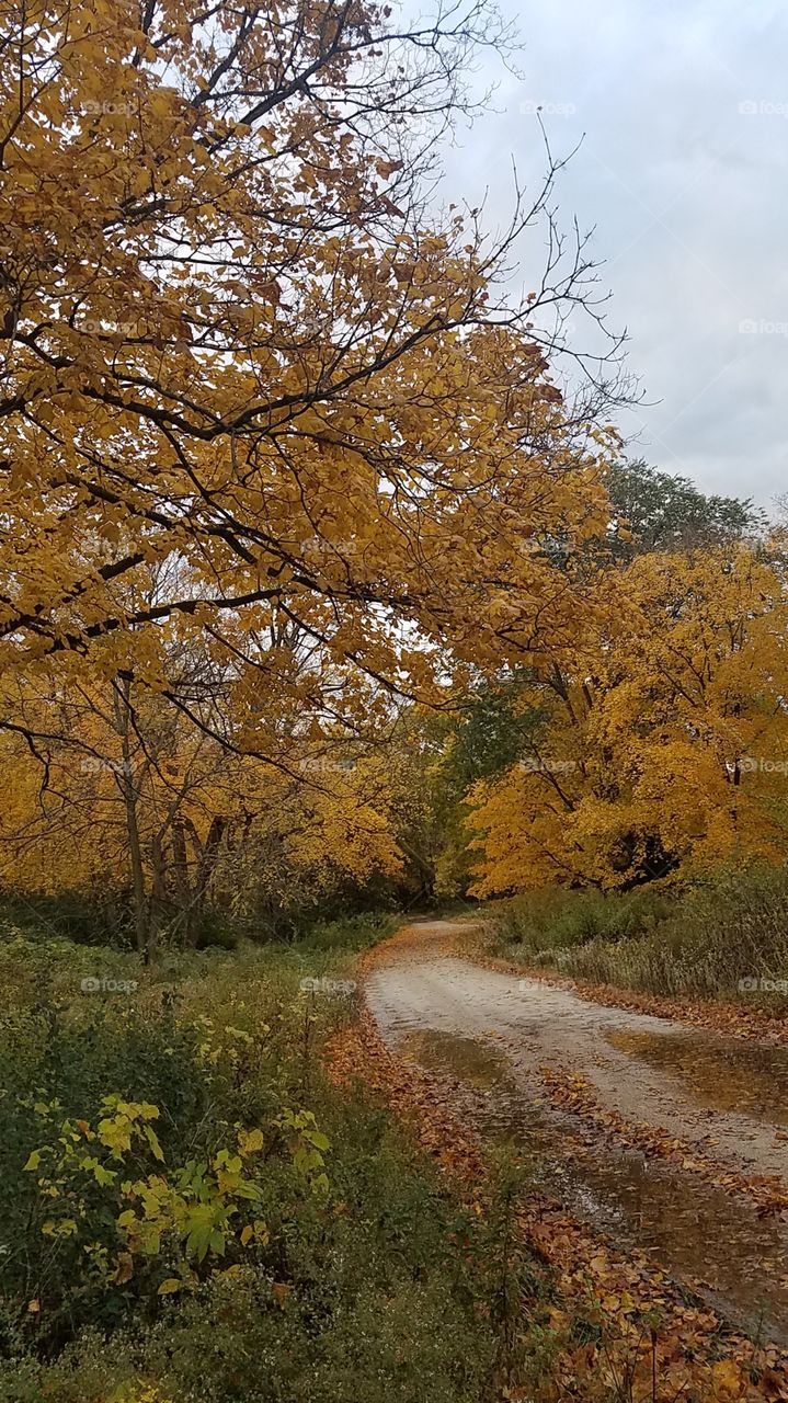 Country Road in Fall