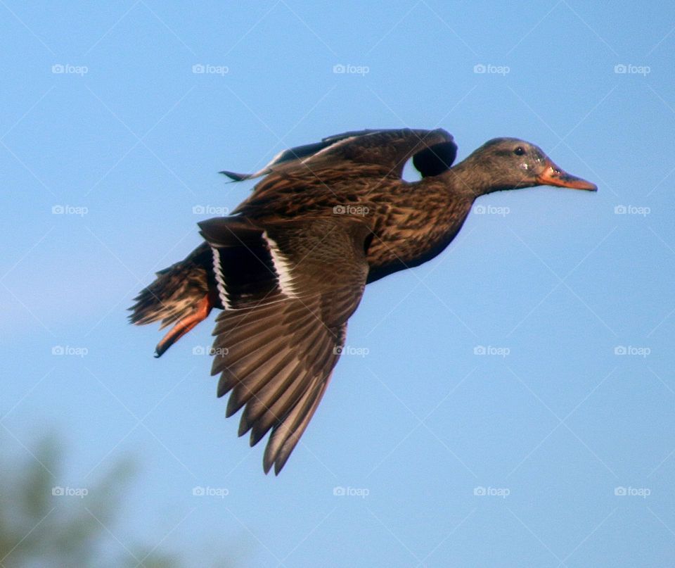 Female Mallard Duck in Flight
