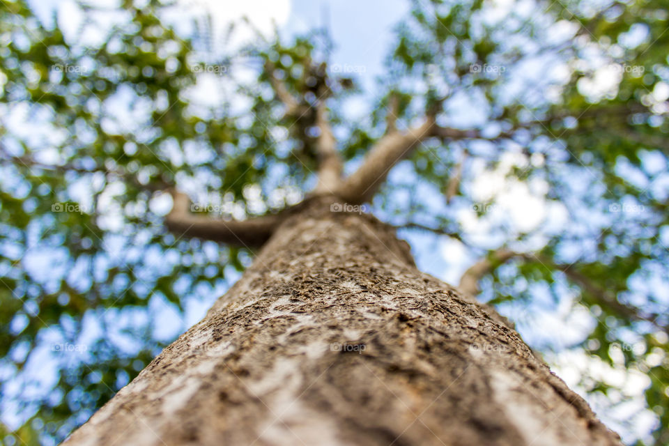 Low angle view of tree