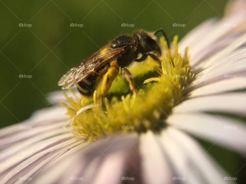 Bee