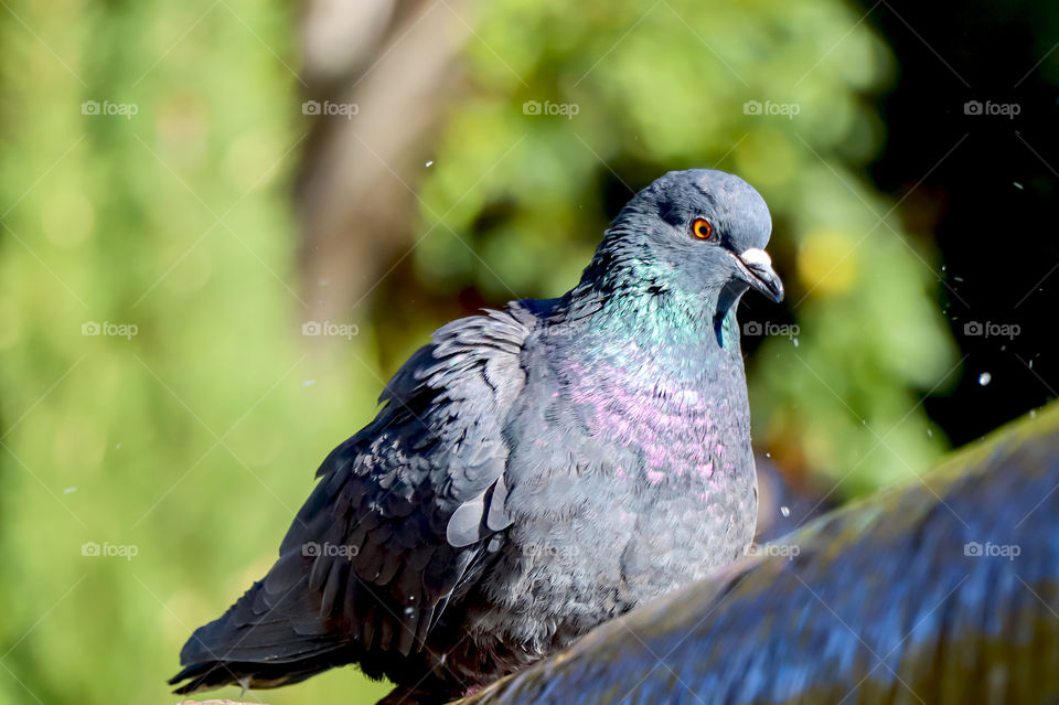 Pigeon's drinking water