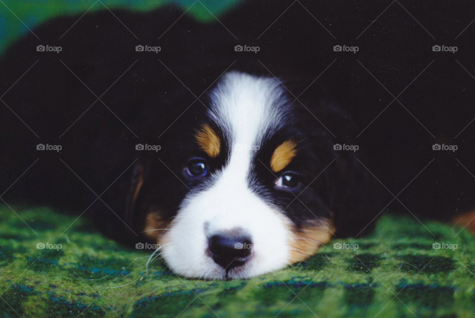 dog animal cute puppy by MagnusPm