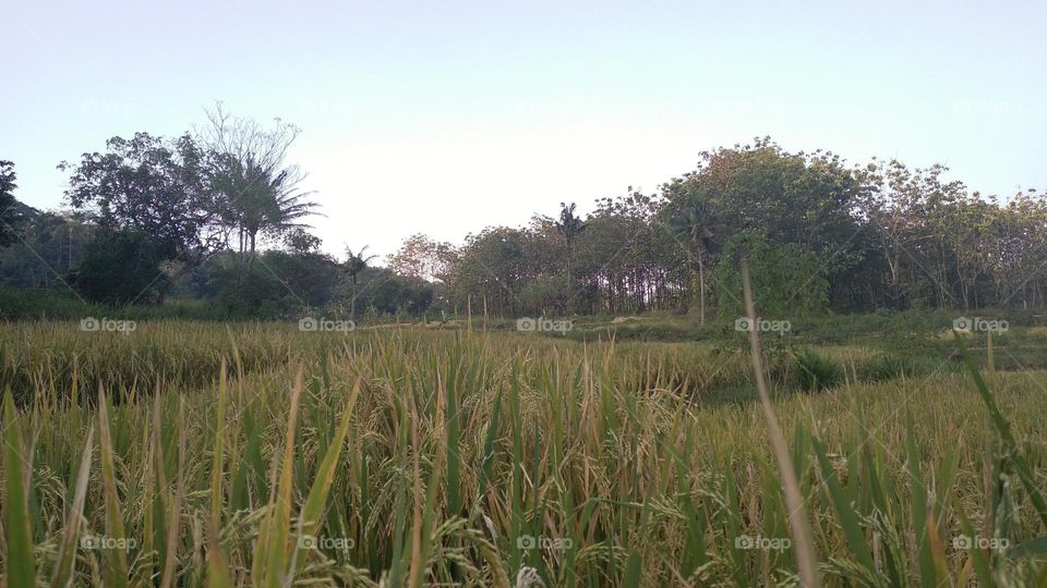 Beautiful view in the afternoon in the rice fields