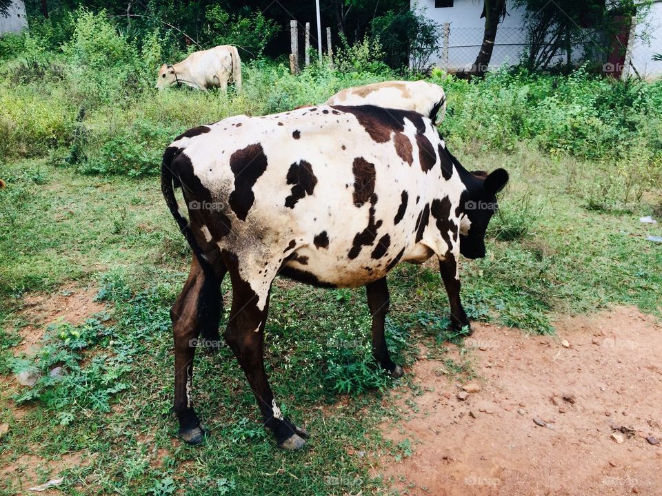 Cow love