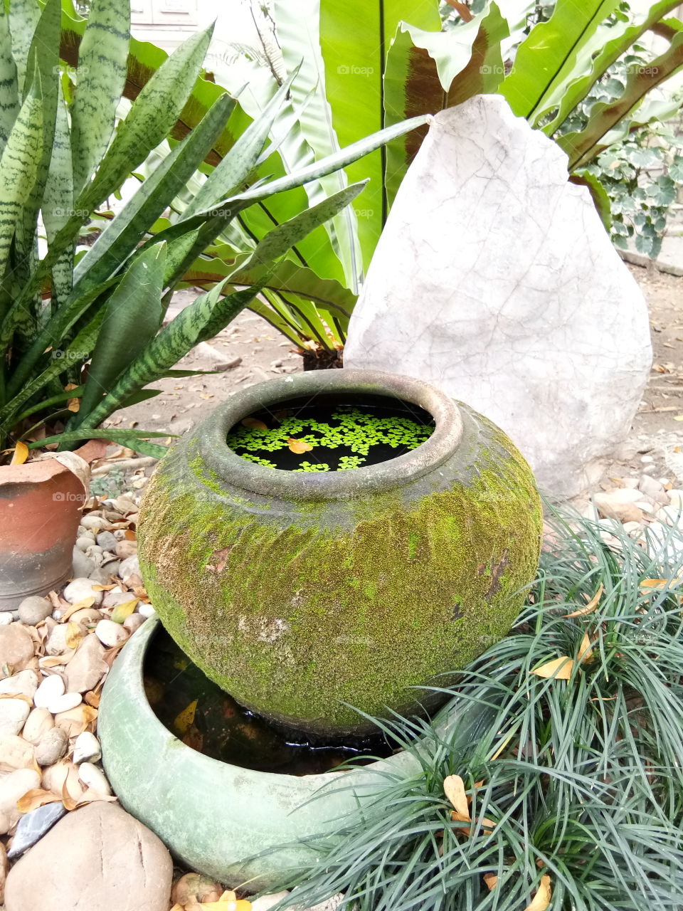 garden arrangement
decor
stone
tree
old
pot
water
moss