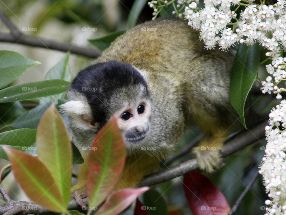 Wild monkey climbing 