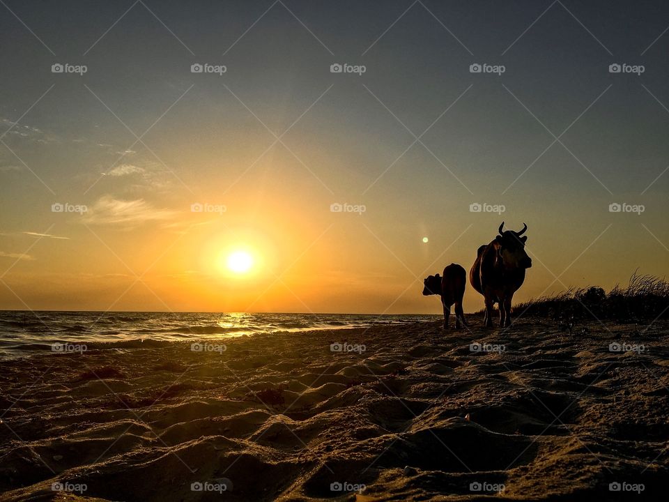 Wild bulls on the seashore 