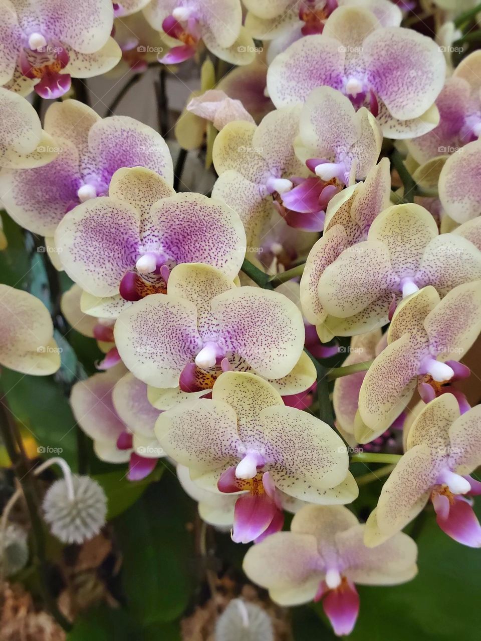 Yellow pinkish orchids