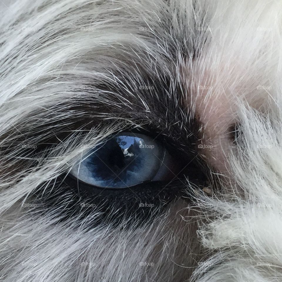 Beautiful Blue Sheepdog Eye