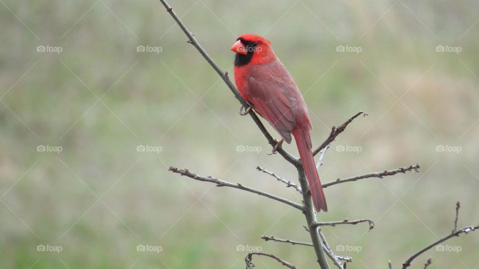Male Cardinal in a oak tree