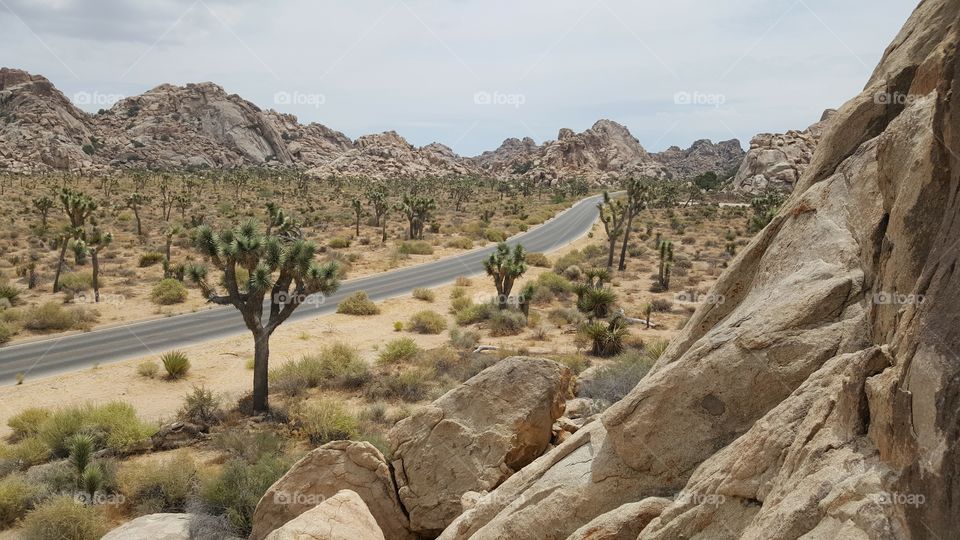 a beautiful shot of a road that goes through the Joshua Tree Park