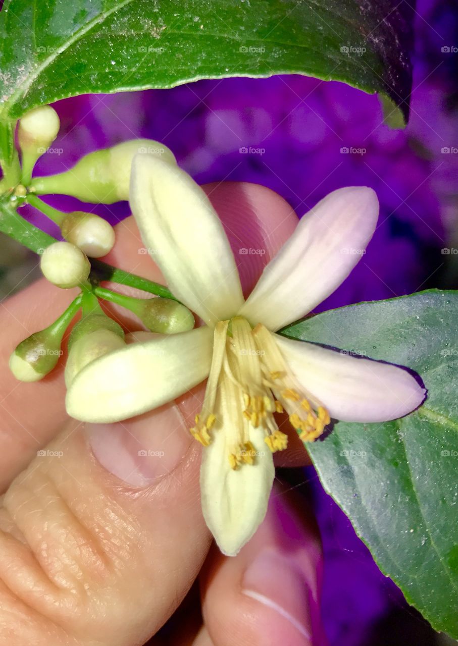 Flowering Lime