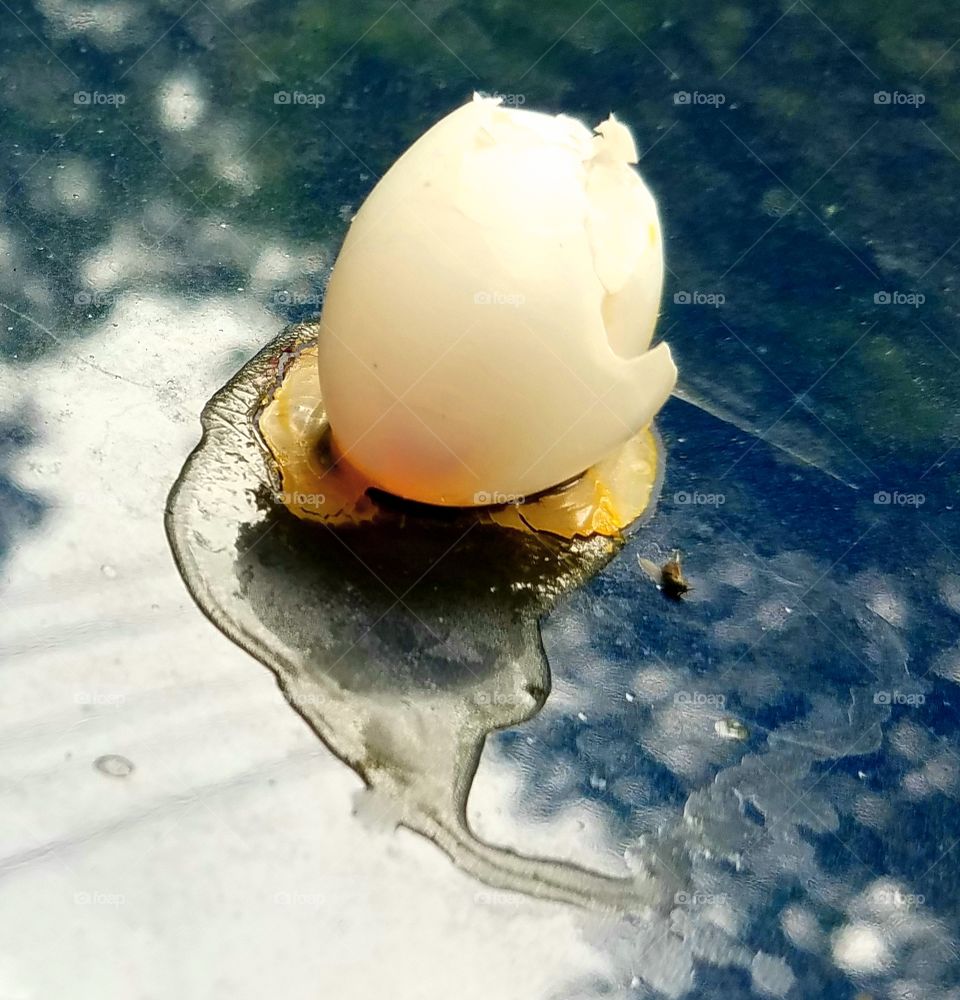 Egg cracked open