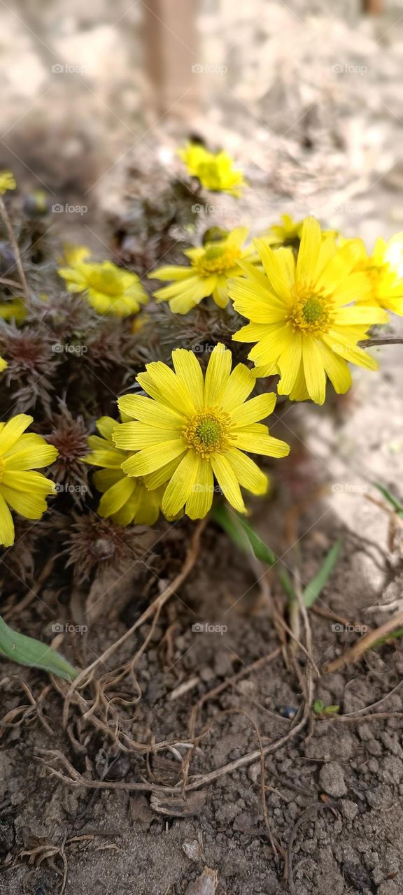 Yellow ❣️