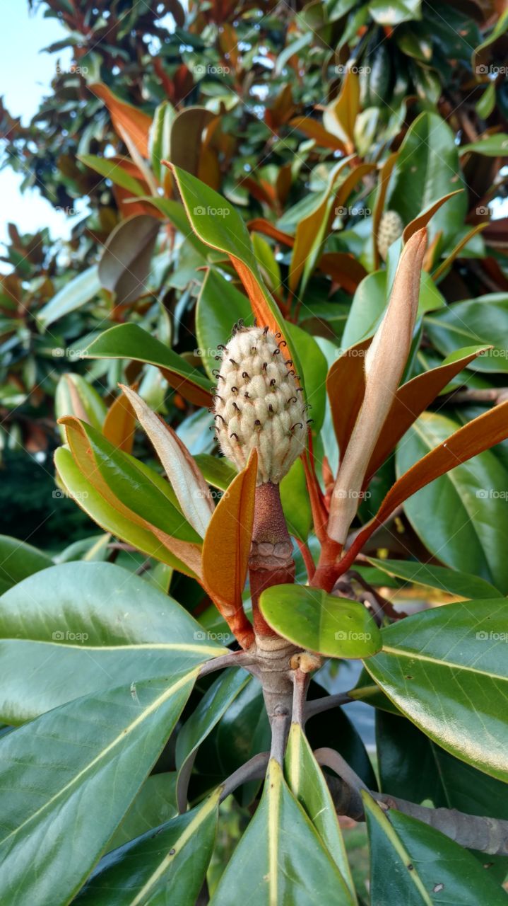 Magnolia seed