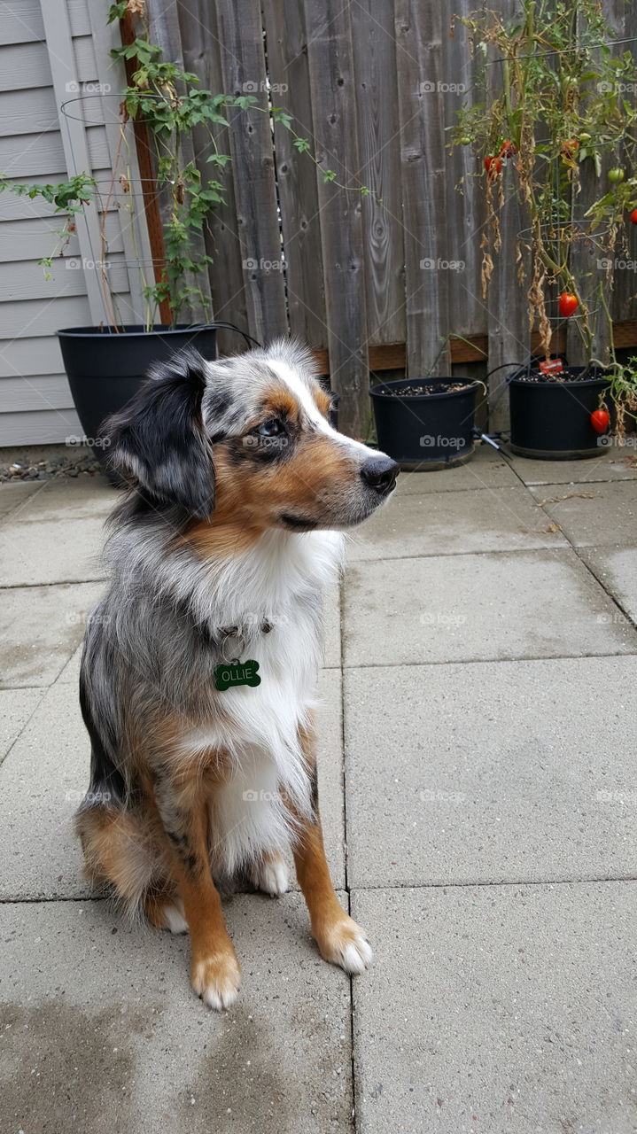 Mini Australian Shepherd