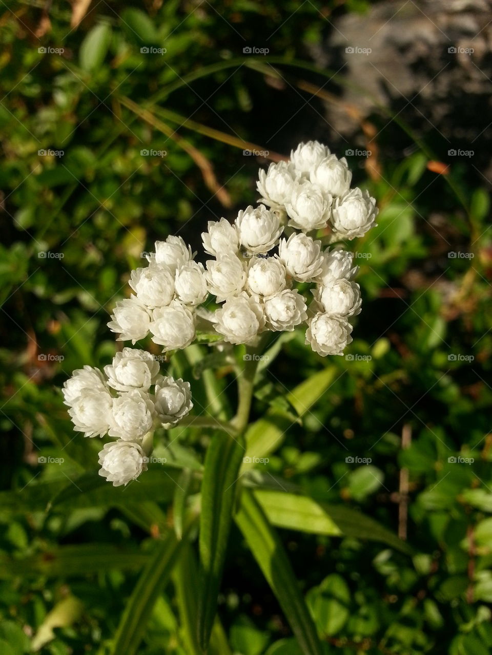 White Wildflowers