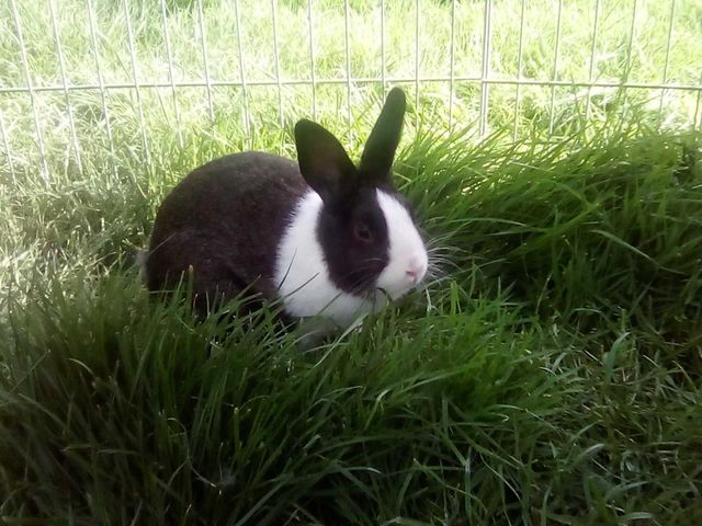 Bunnies on a hay day