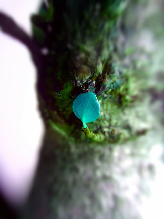 Avatar. This leaf comes from a Ficus Ginseng!  