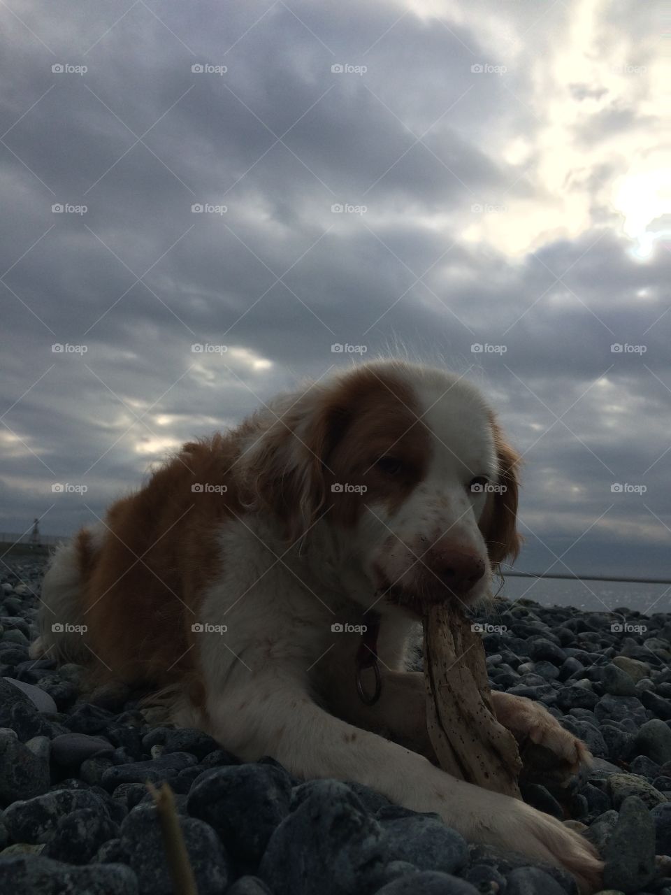 Dog in the beach