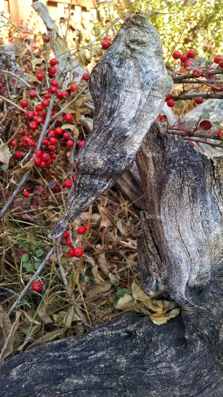 Natures sculpture in driftwood