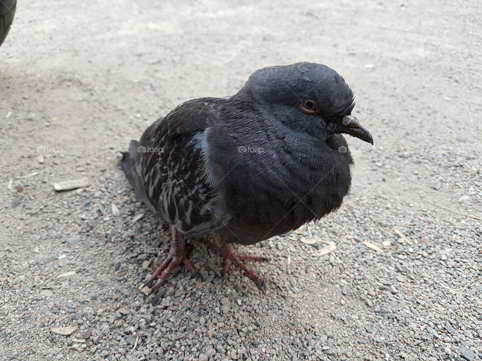 black dove on a road