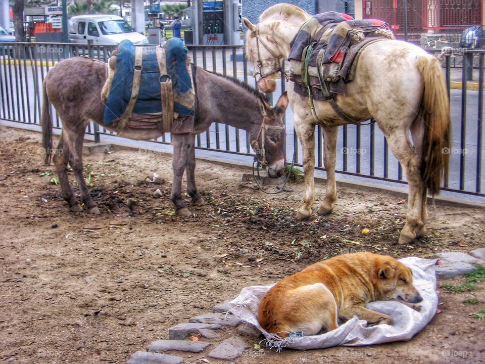 City Animals. Sleeping Dog and Friends