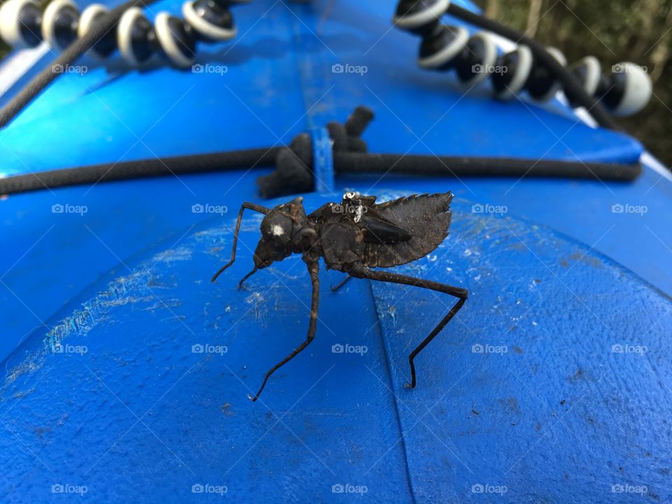 An alien bug we run across kayaking