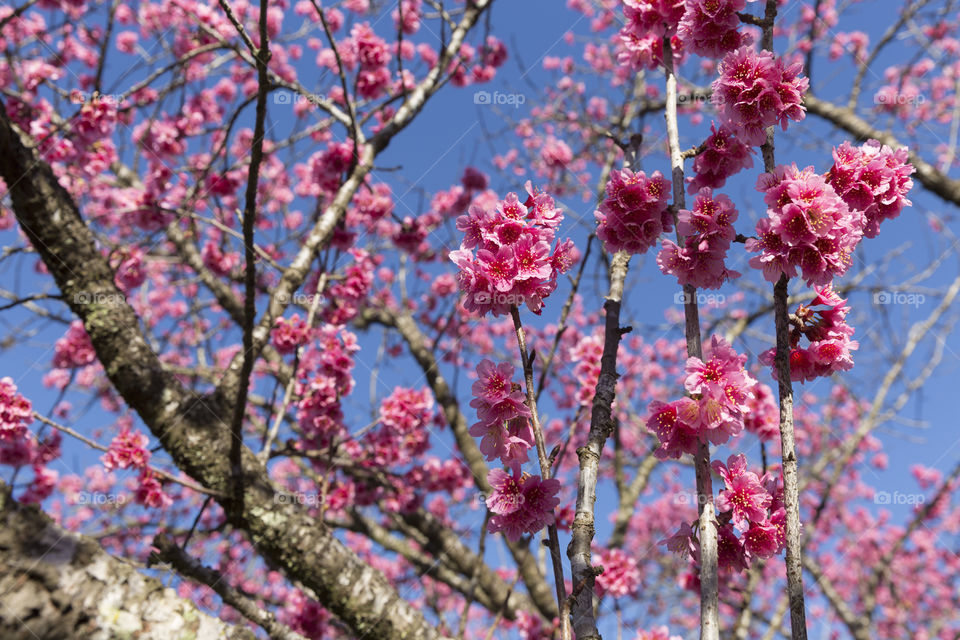 Beautiful cherry blossom on the tree blooming in the spring season.