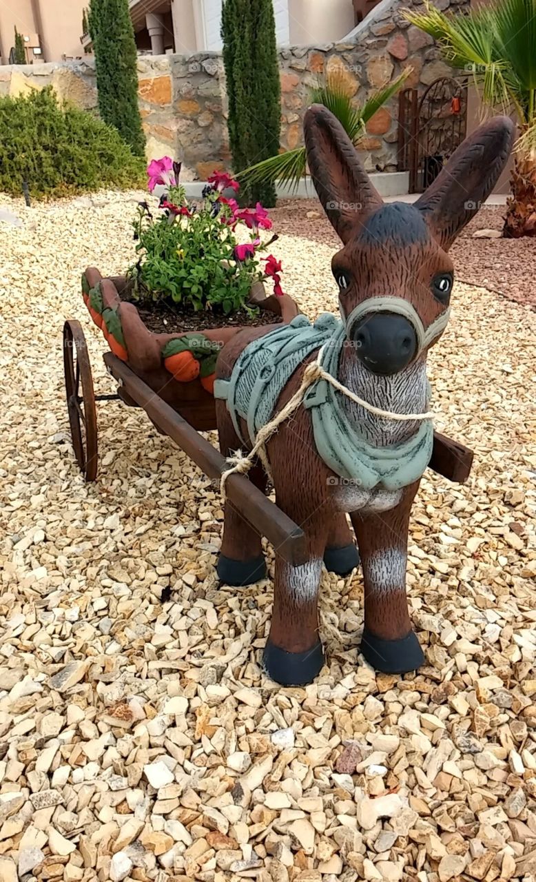 Garden Burro. Instead of having garden gnomes, my mom has a garden burro (donkey) in her front yard.
